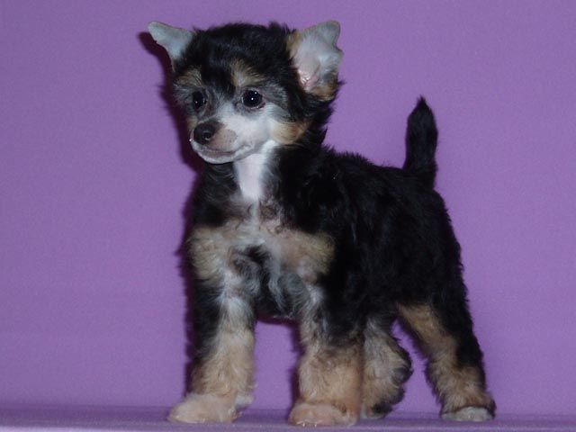 True Magnifisen Fasion Style