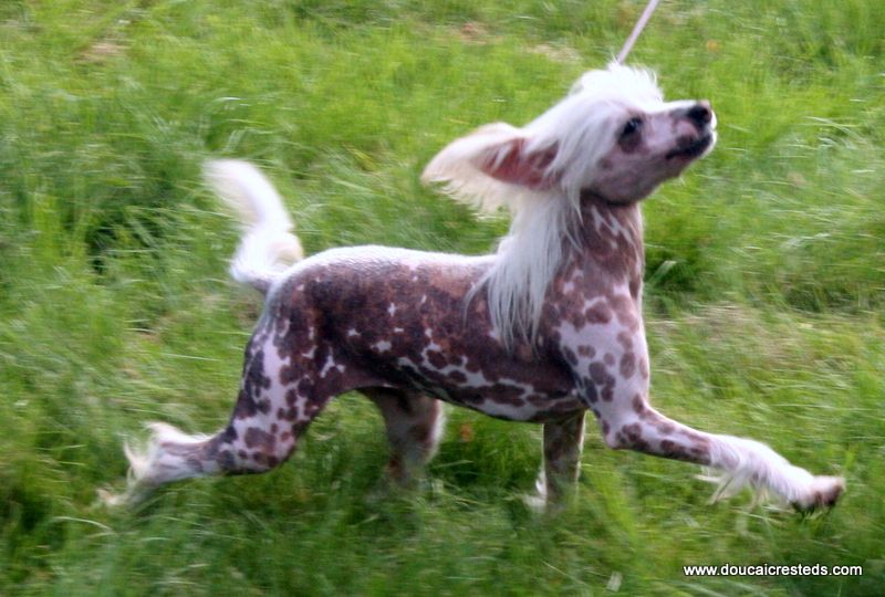 Yorcrechi's Just A Myth