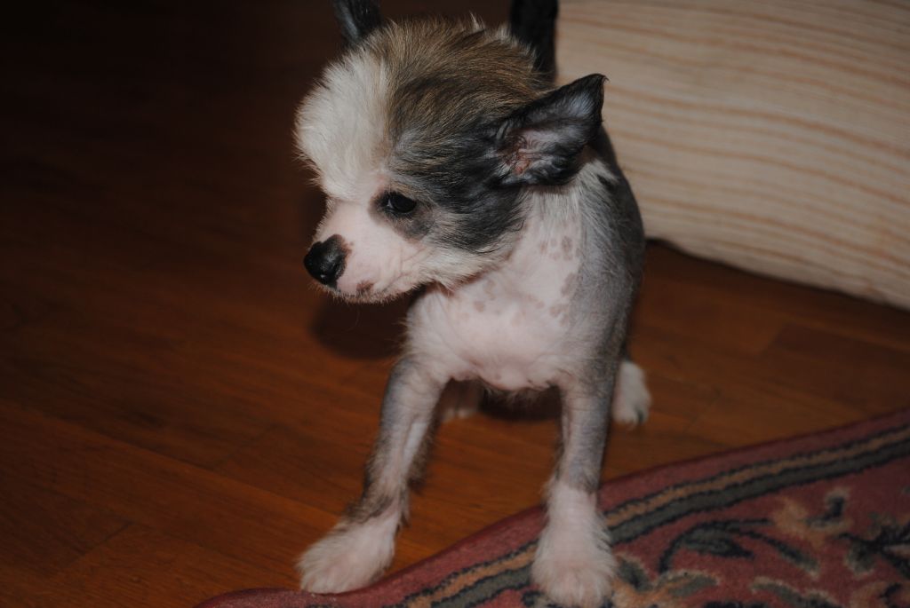 Hohlatiy glamour Dalerin Velevs