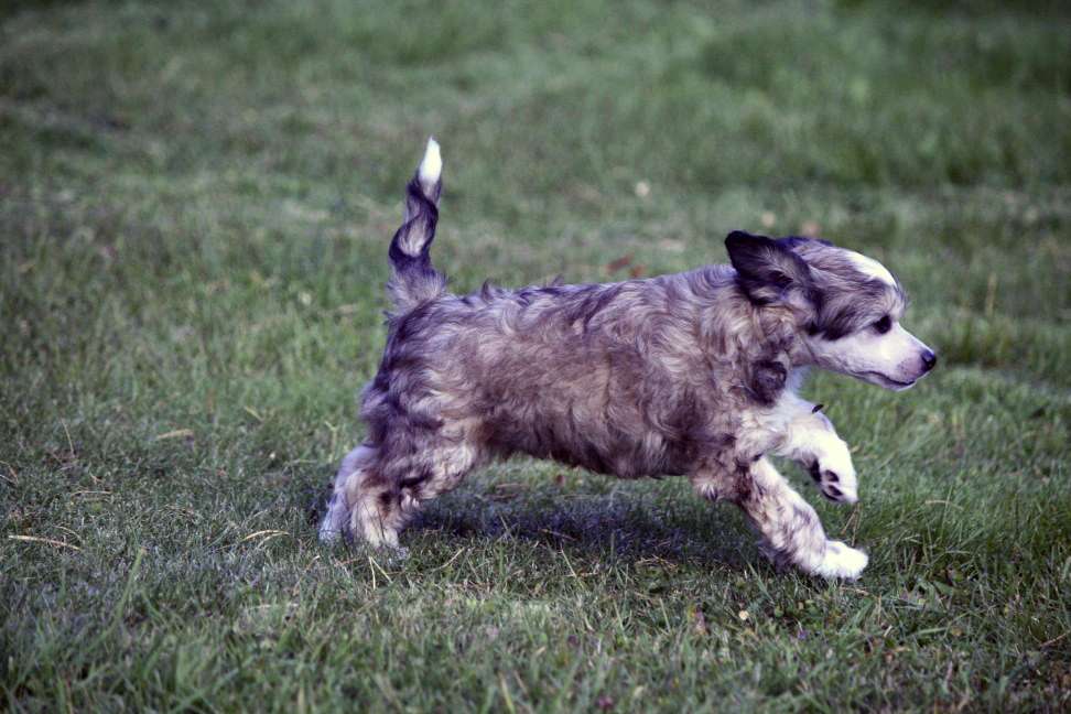 Xodix Gremlins Magic Willow