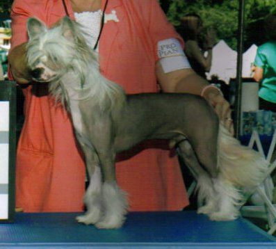 Shida Designer Diamond