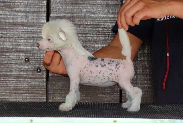 Lapinus Beaute Blanche