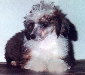 Phi Yen du Gue de Launay