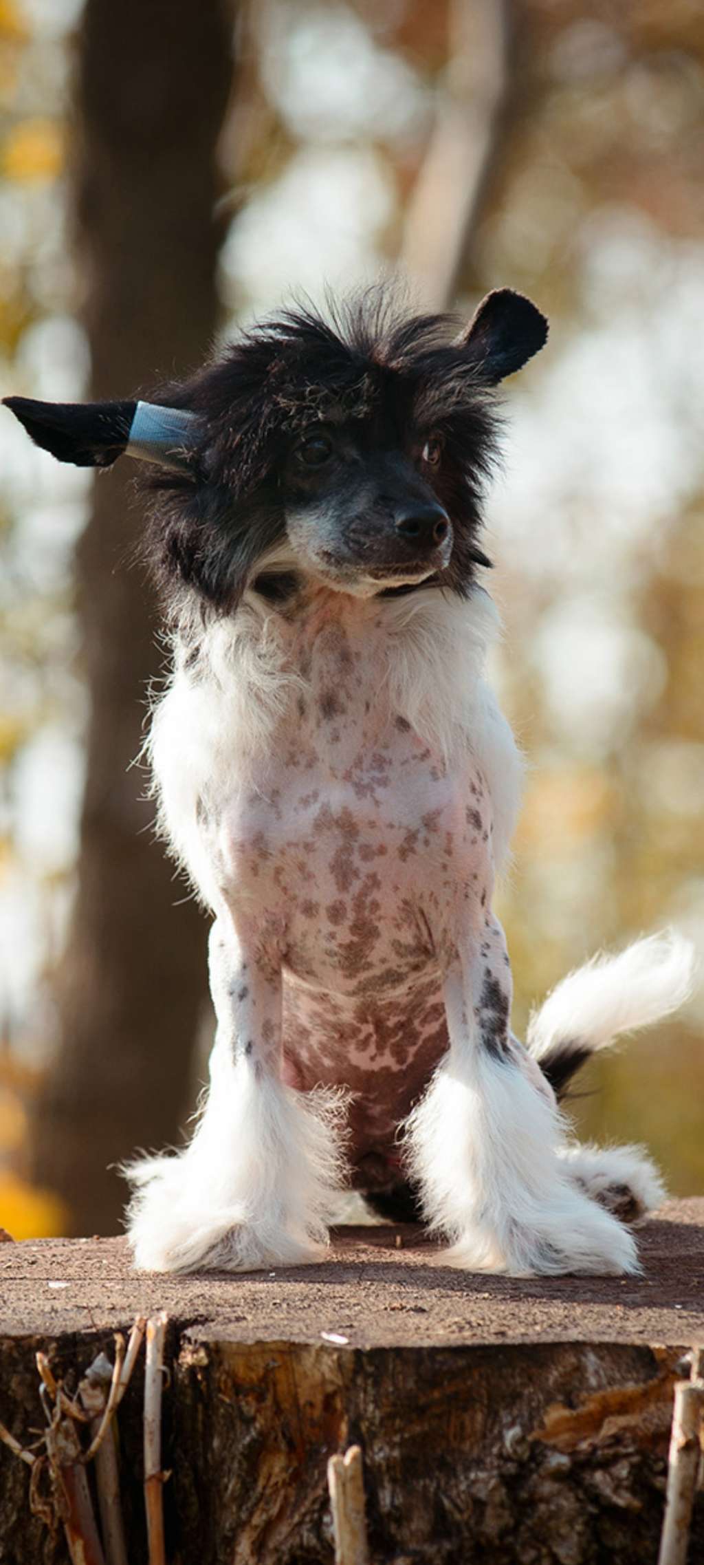 Full Moon Cherished Dream