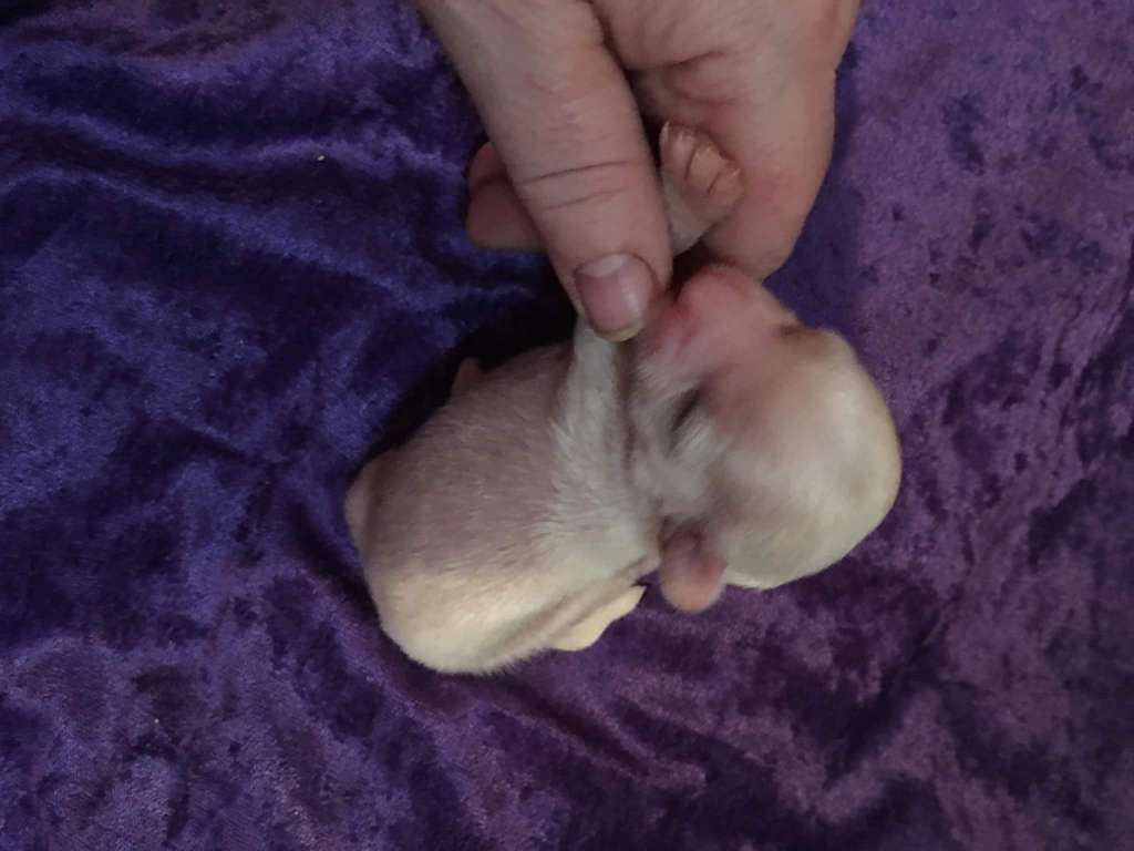 Tournais Painted My Toenails For U