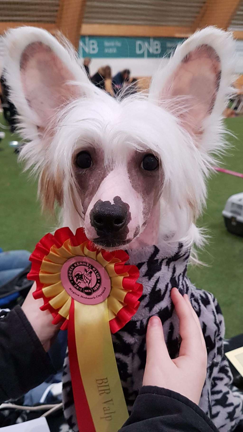 Zanevi's Not My Circus