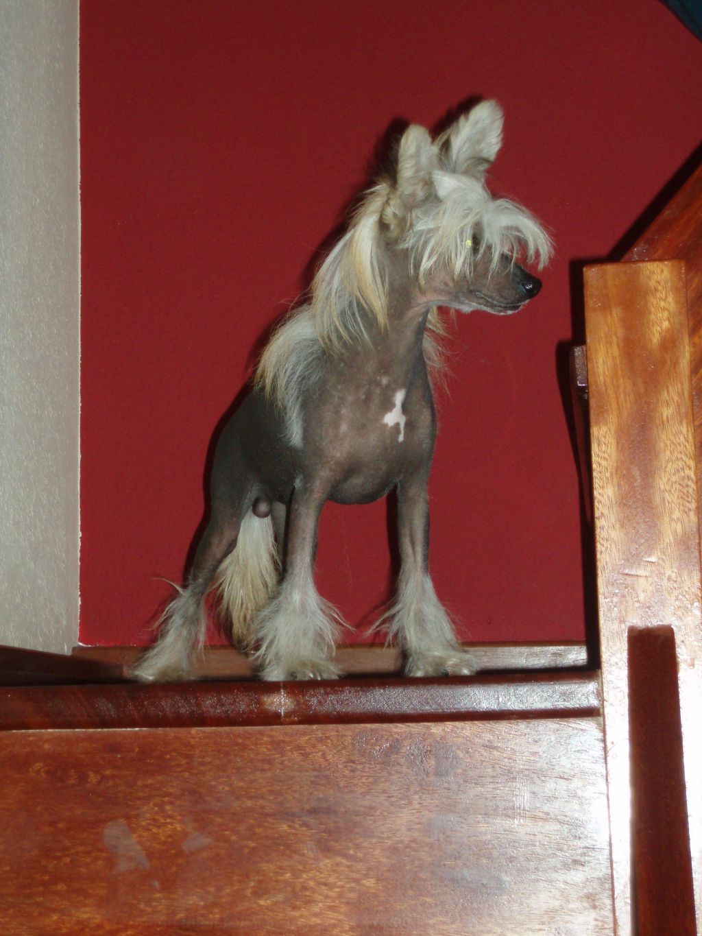Atxarrea Portrait In Cuttlefish