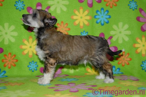 Timegarden Chips Ahoy