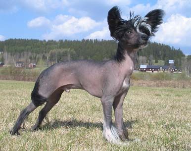 Zalex Always Beauty Boy