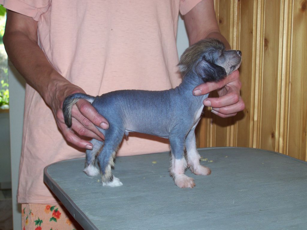 Kaunisvirran Rocky Charlie