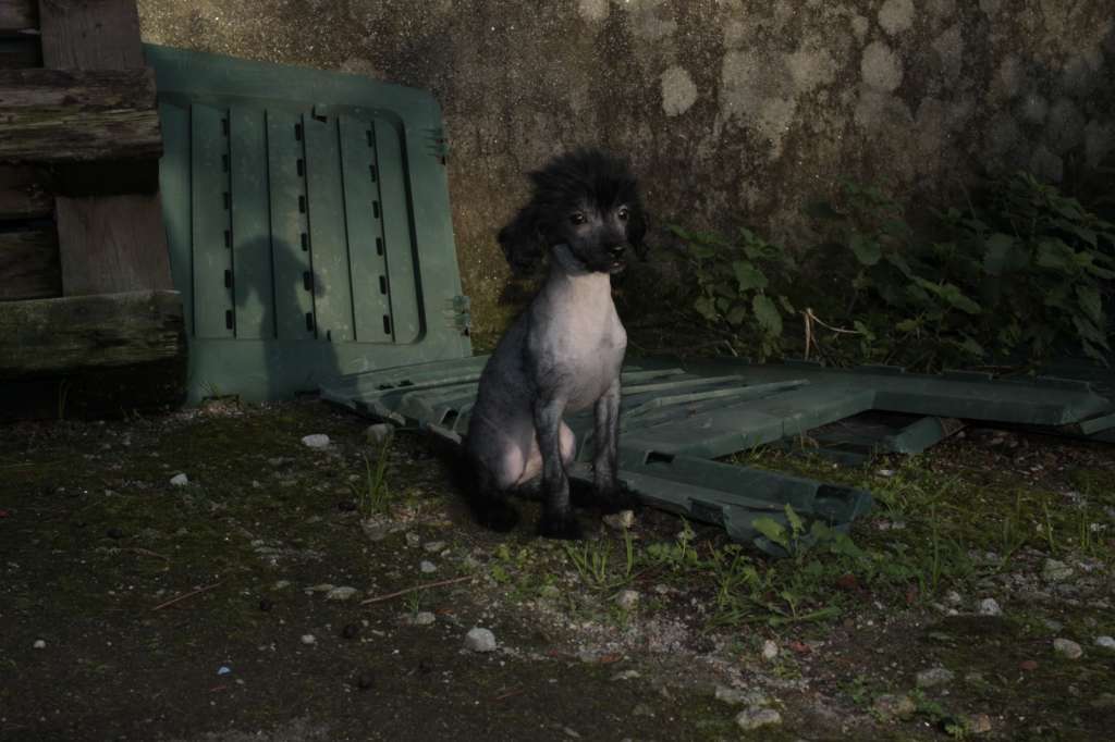 Circe Das Fadas de Zoe