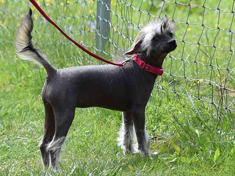 *Black Fairies* Félicida the virtuous Queen of Han