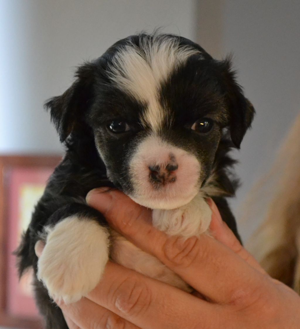 Billy Belmonty Avrina