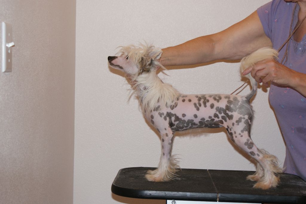 Babylon Allegoria For Dokkum