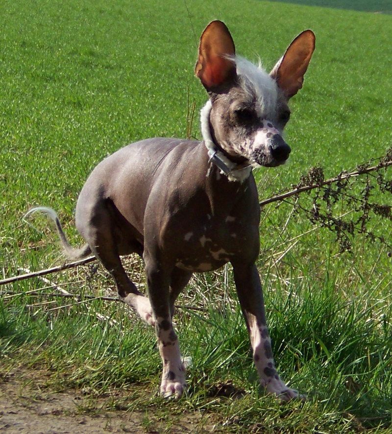 Dinosaure de la Fontaine aux Maléfices