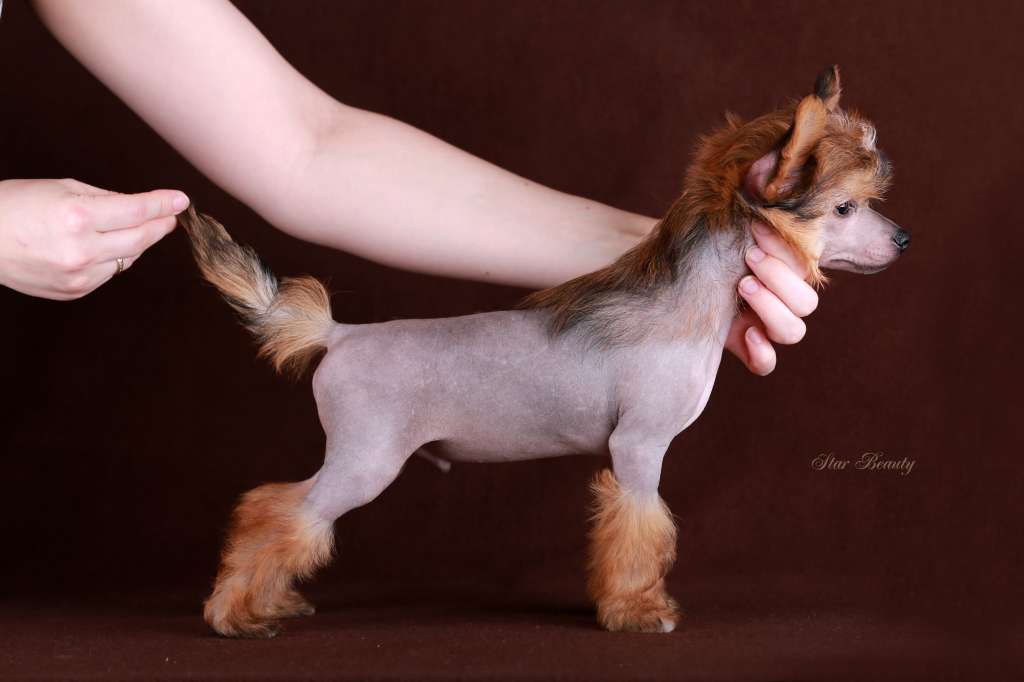 Star Beauty Mandarinchik