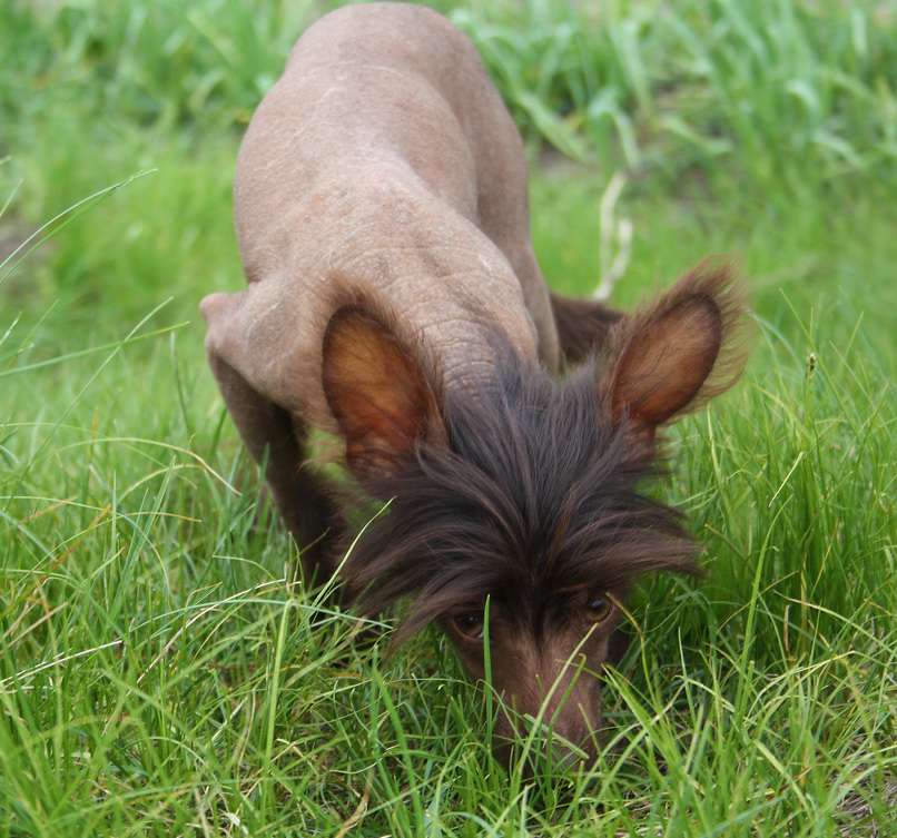 Bi-lav Plus Whiskey chocolate