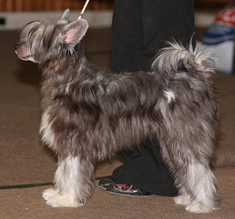 Cerberos Loiseleuria