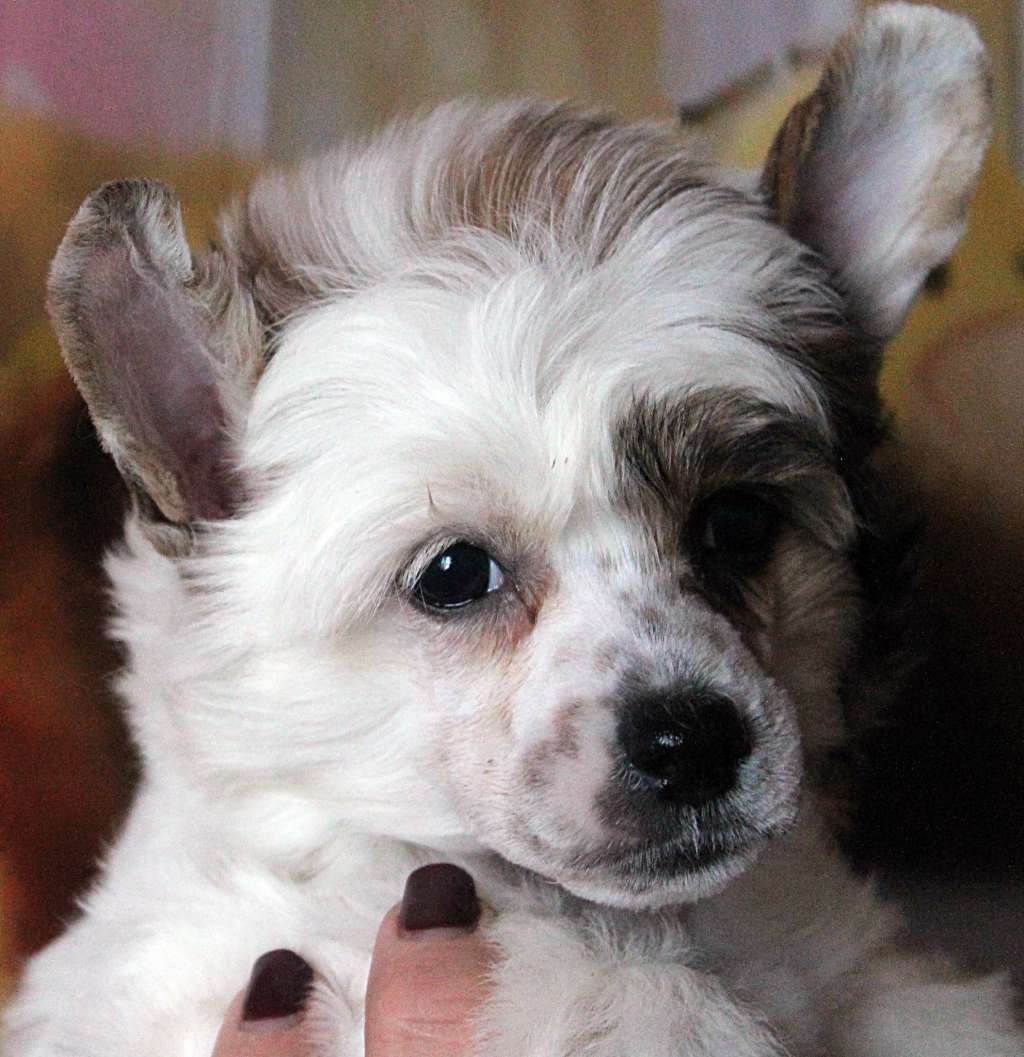 Hohlaty Glamour Alekca