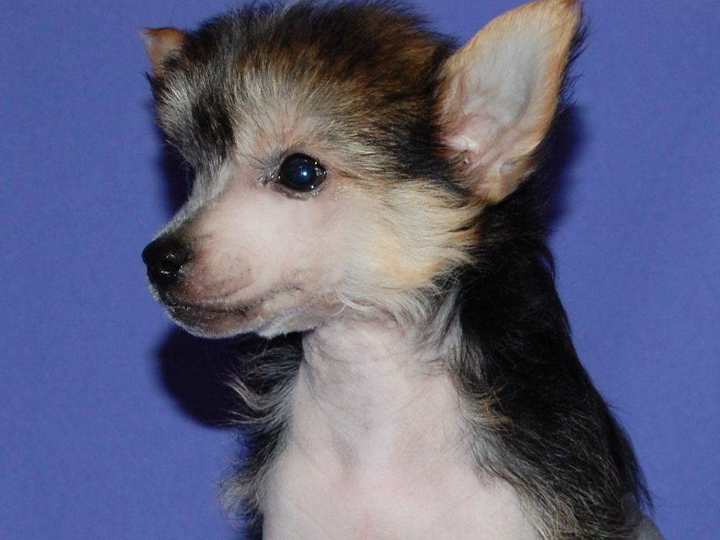 True Magnifisen Alter Ego