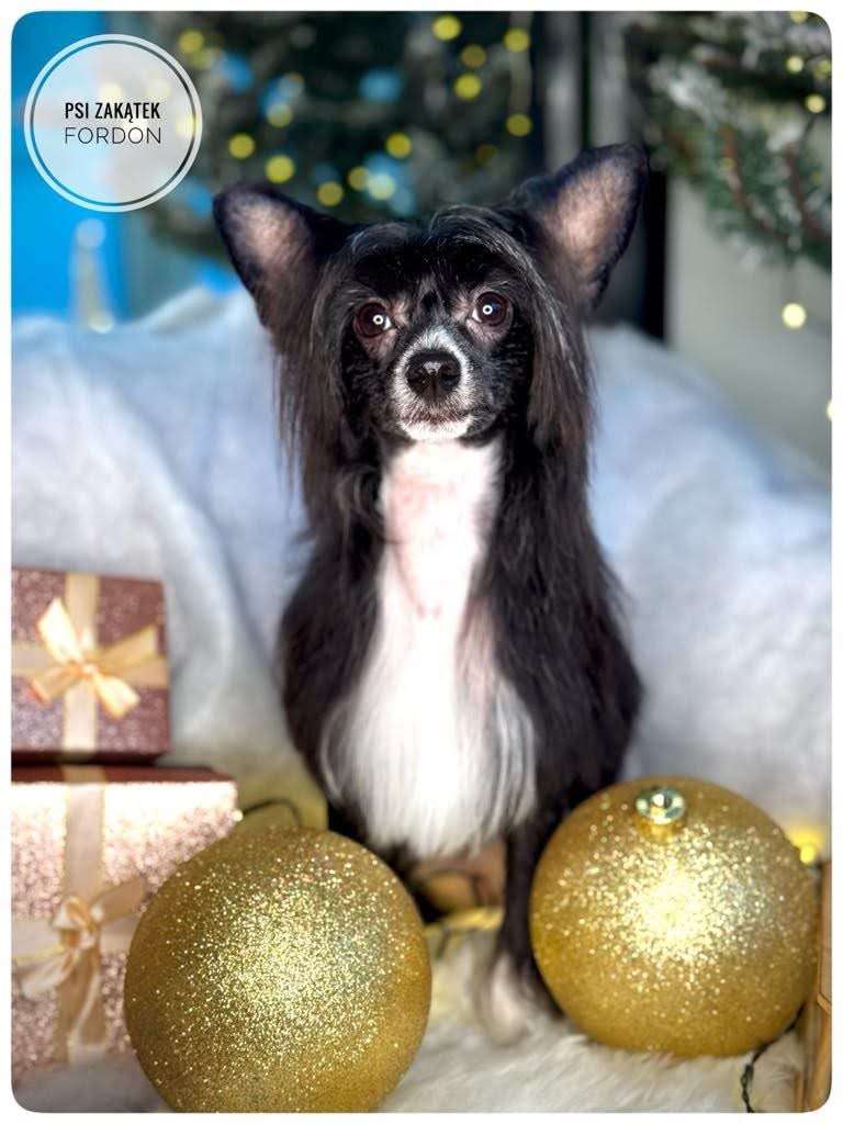 Hiacynta Insolite Familier