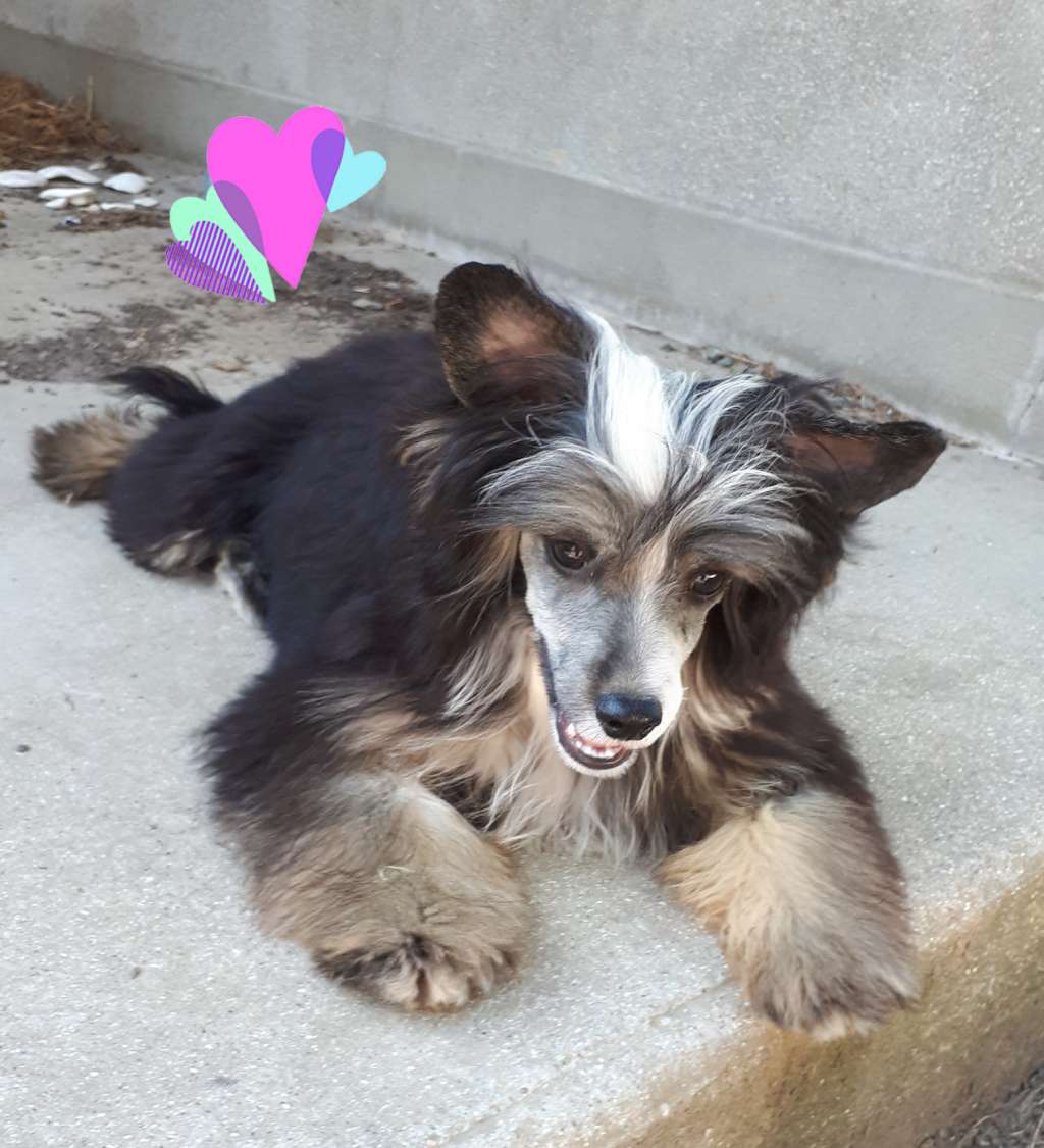 Dîndhâli Obo Dandeelion