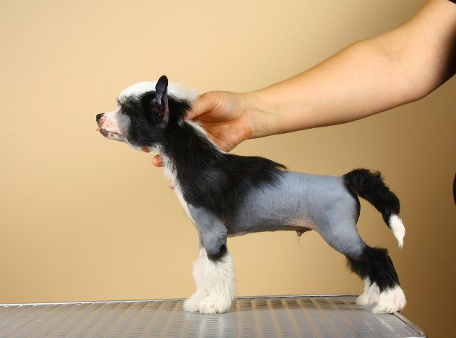 Cherny Chay s Molokom ot Volnogo Psa