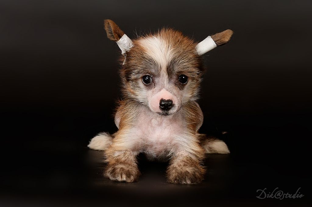 Ironiti Mokling Glanc