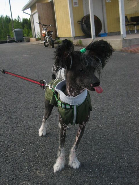 Sun Dan All Day Naked