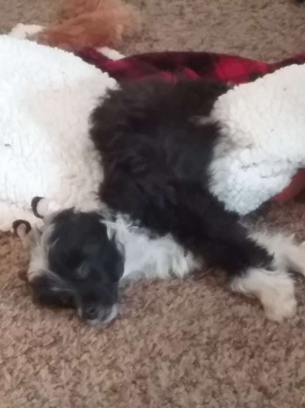 Castlecoves Ashenafea Serengeti Nights