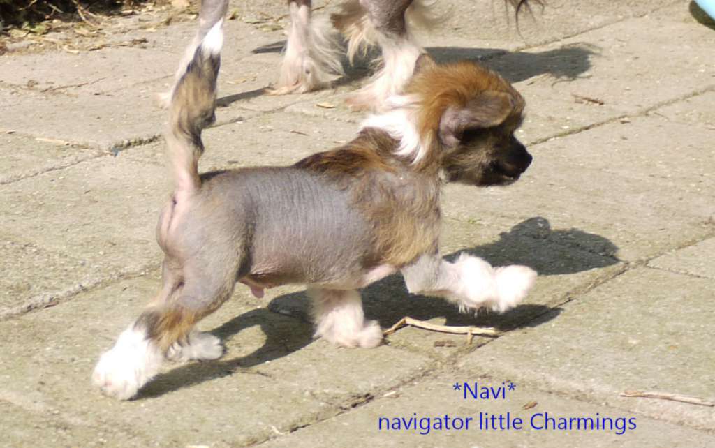 Navigator Little Charmings.