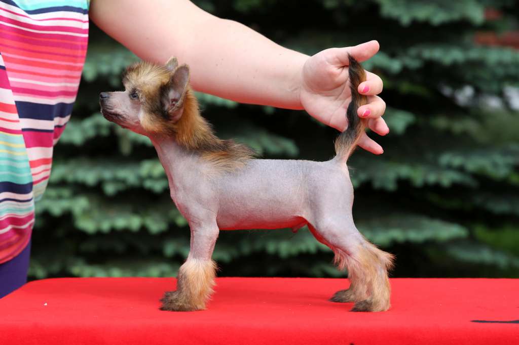 Incanto Del Mondo Mr. Lucky