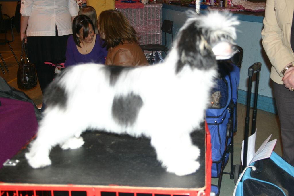 Sigyns Magical Angel