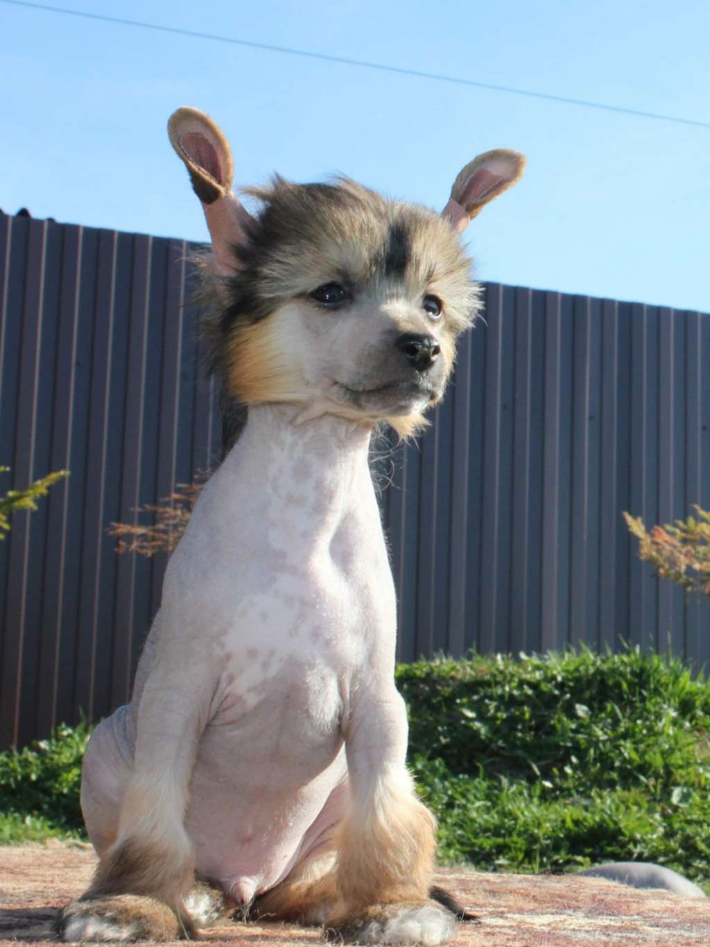 Julius Neva Best Life