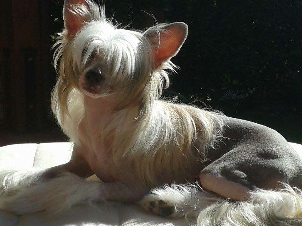 Dakota Rose I'm Juliet's Dream Of Love