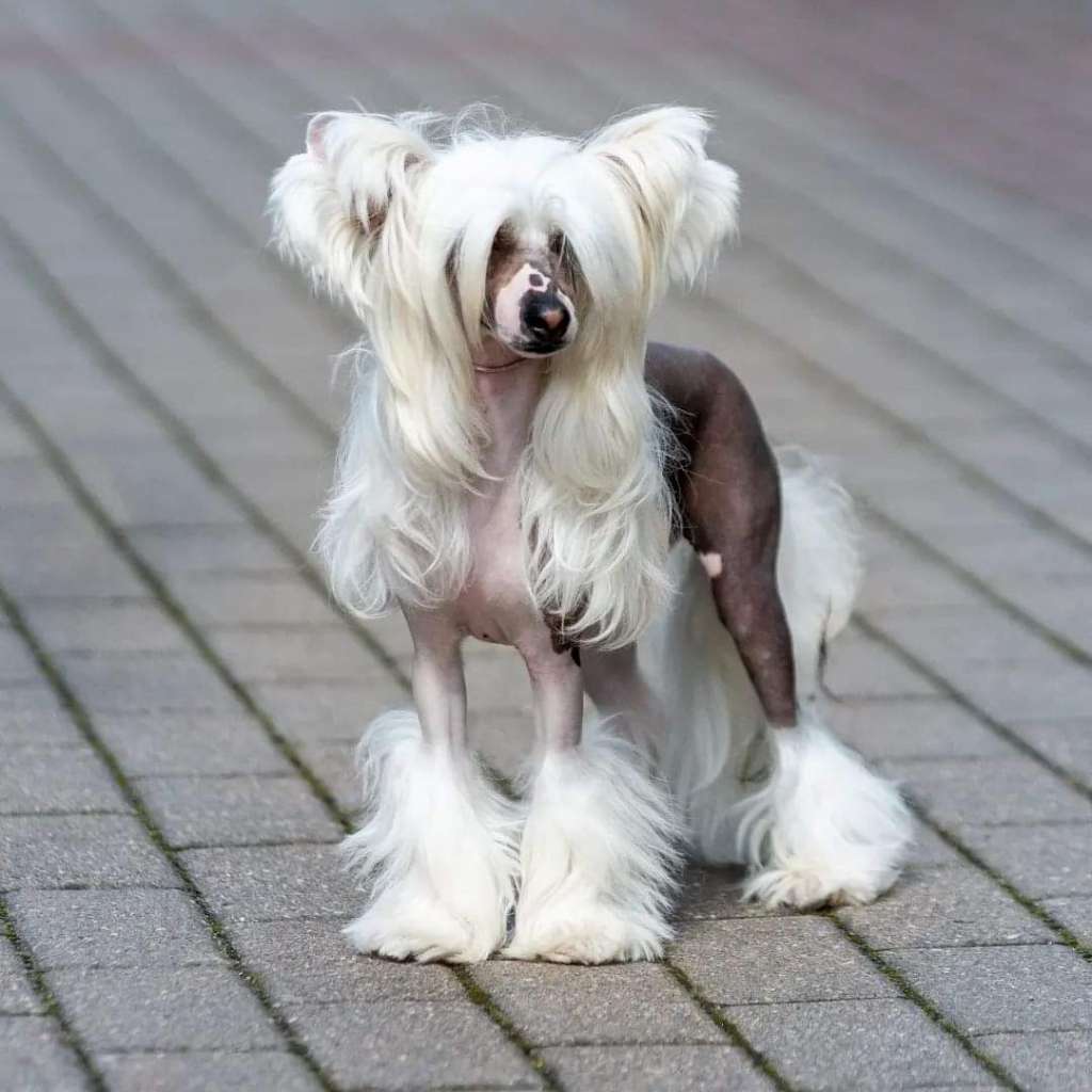 Izabel Crystals Persephone