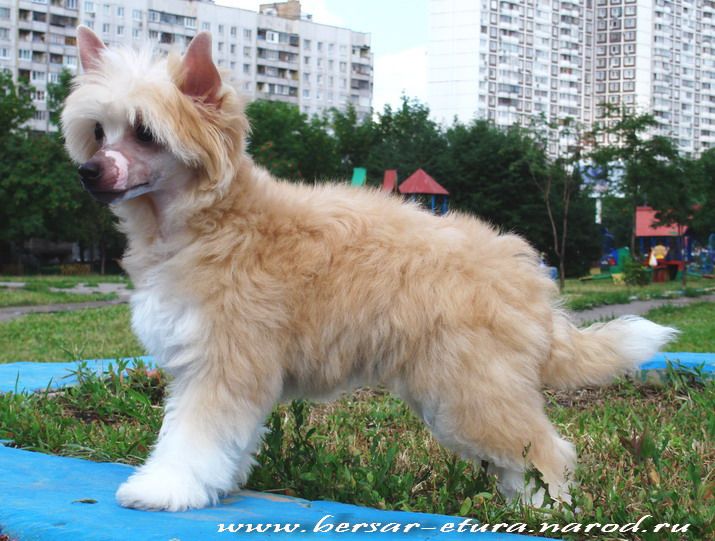 Gabriela Forever Love