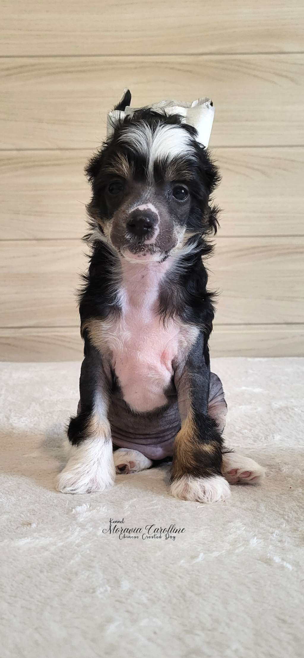 Frederika Moravia Carolline