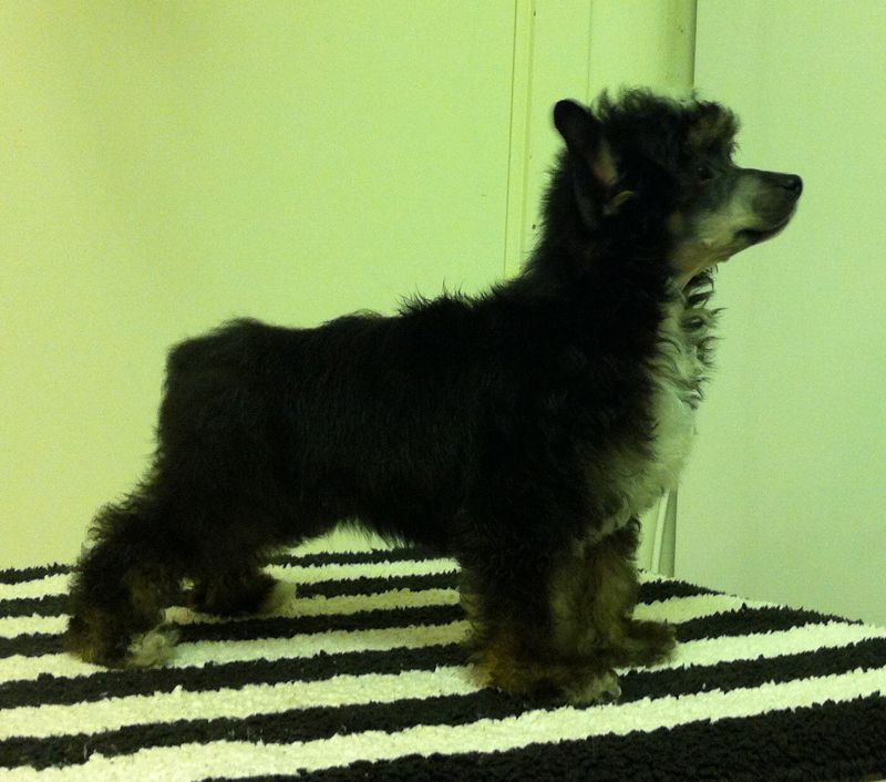 Myrtans A Swedish Love Story