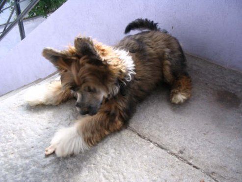 Hurtangel Top Model De Rama