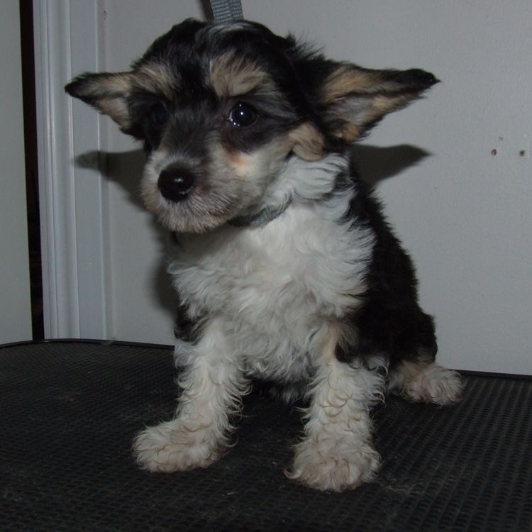 Superlines Lovely Athina