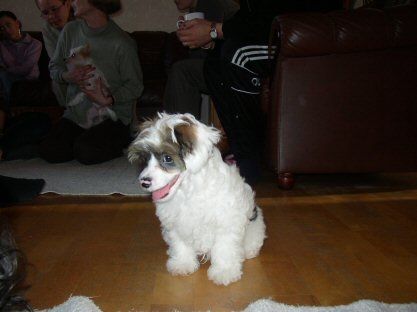 Kaunisvirran Herrahuu