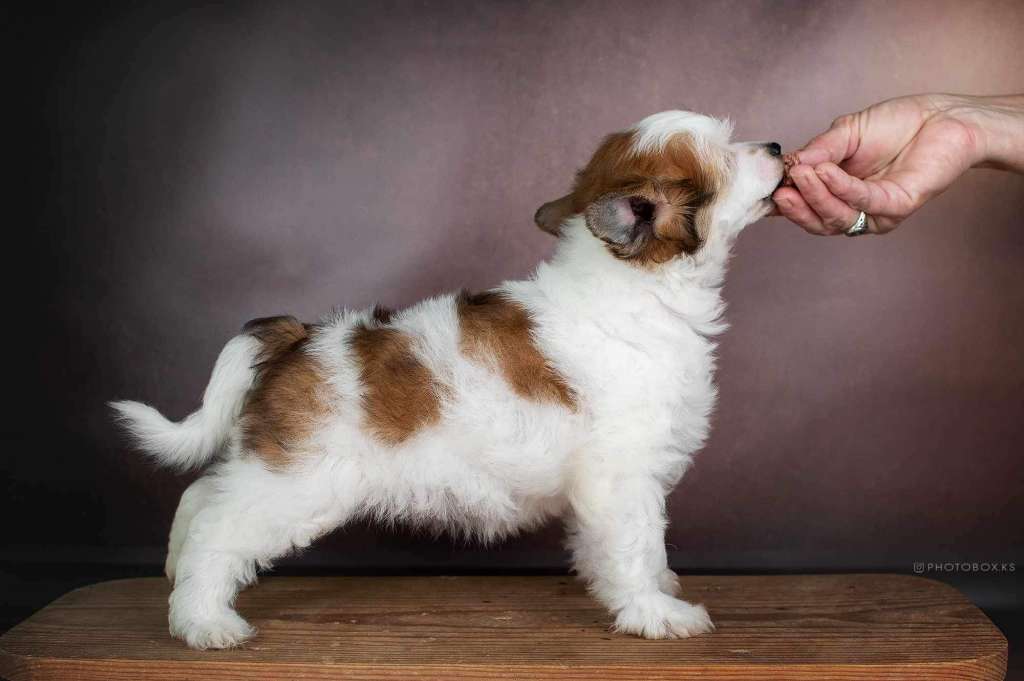 Lovely Dneprovskoye Solntse