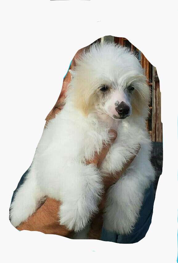 Mister Kenzo by Boro des Picholines