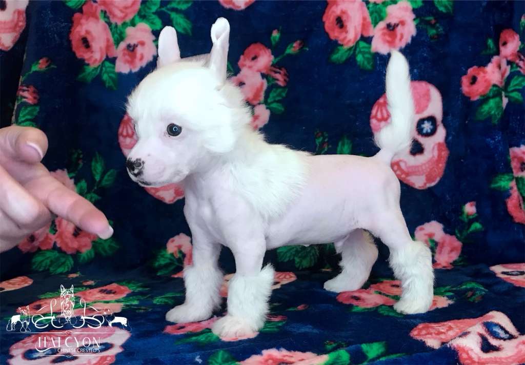 Halcyon A Breath Of Snow And Ashes