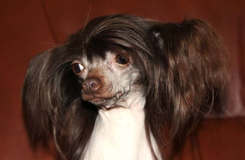 Elfiyskaya Princess Allivi