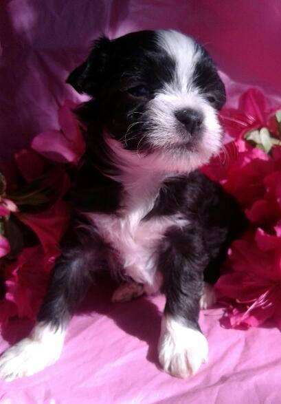 VII Peaks Y'Orchid-Ding Me