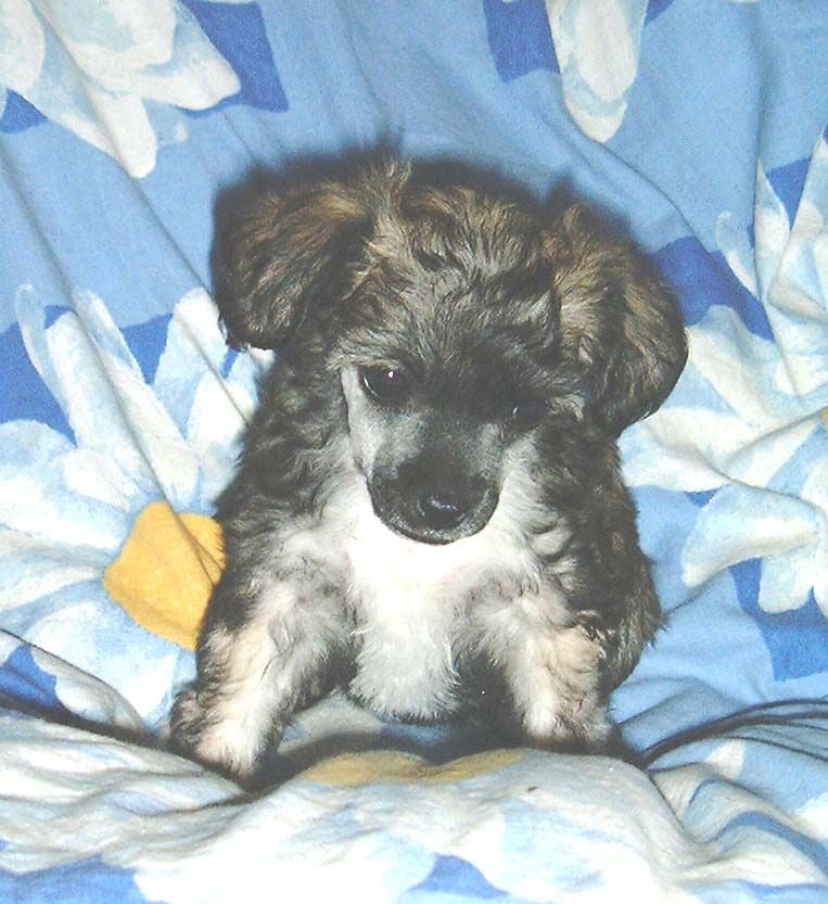 Proud Pony Fiddler On The Roof