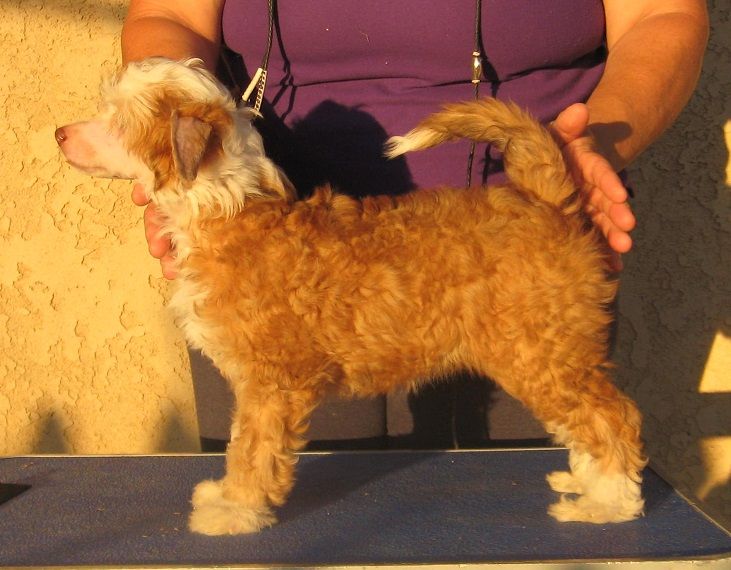 Shida Keeper of the Flame