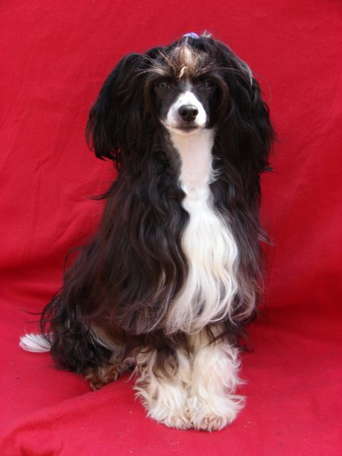 Ama-Tsu-Kami Aelvin Qwincy